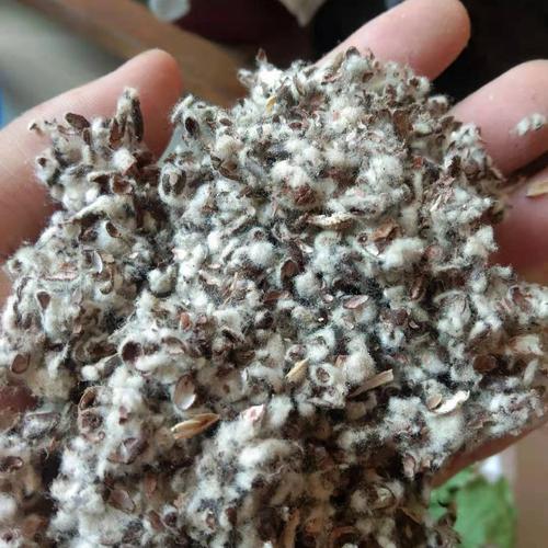 食用菌原料棉籽壳