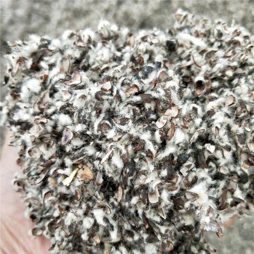 供应棉籽壳 蘑菇养植用棉籽壳 食用菌用棉籽壳 质量好