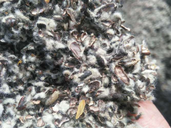 中壳中绒(对辊加棉仁少新疆棉籽壳食用菌棉皮蘑菇种植